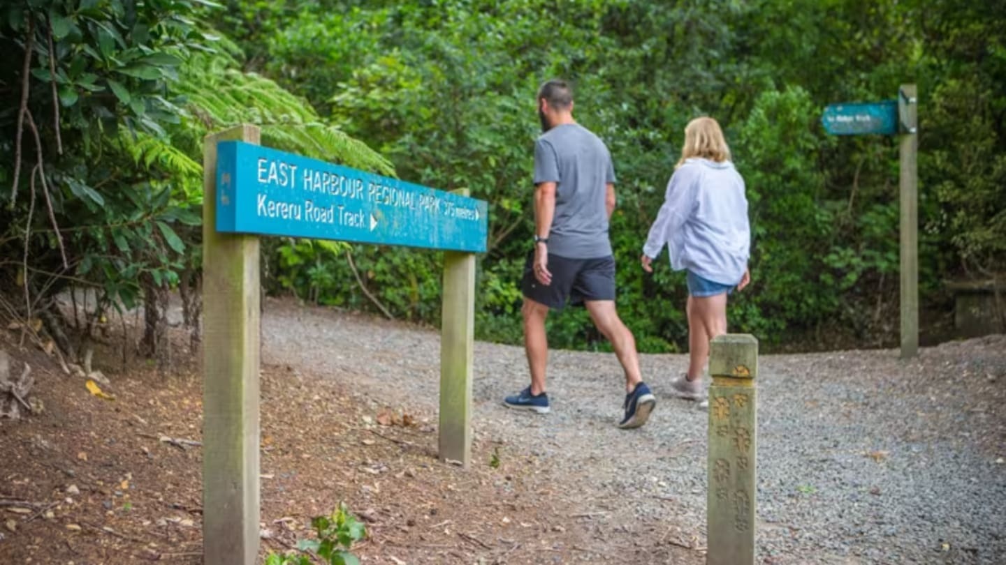 The Kererū Track above Days Bay in Wellington's Lower Hutt. Photo / WellingtonNZ