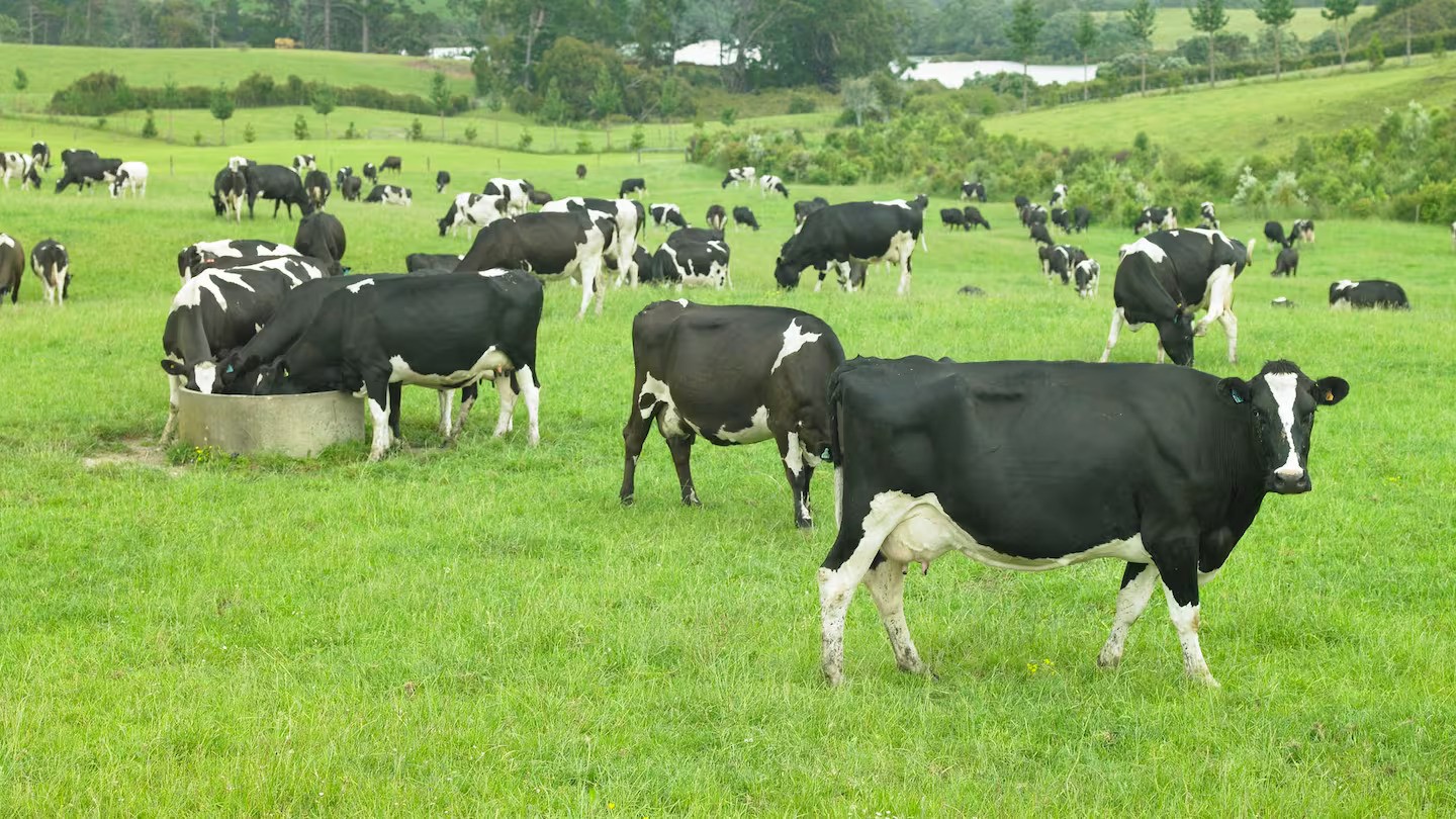 Map & Zap uses AI software to detect unwanted weed species from pasture.