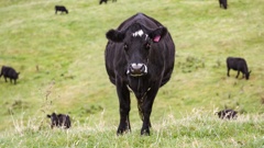 Most biogenic methane emissions in New Zealand come from the digestive systems of livestock. File photo / Alex Cairns