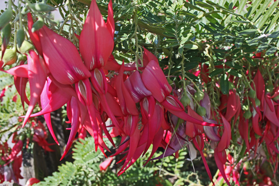 Kākābeak. Photo / Supplied