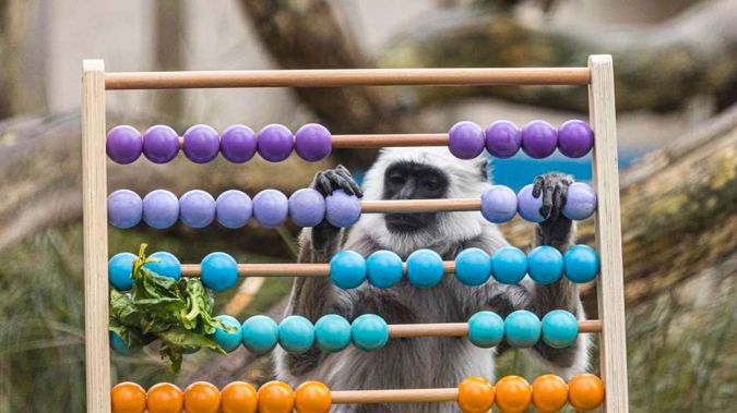 Hanuman langurs at ZSL London Zoo take part in the annual stocktake. Photo / Supplied