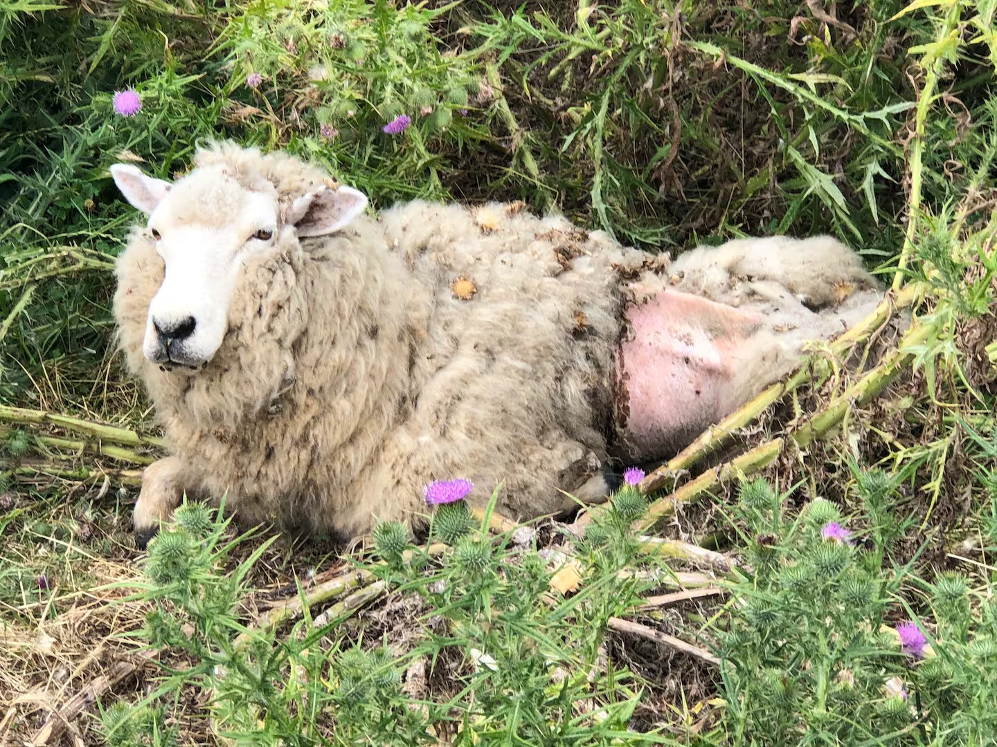 ‘Carcasses throughout the property’: Farmer’s neglect caused death of more than 200 sheep