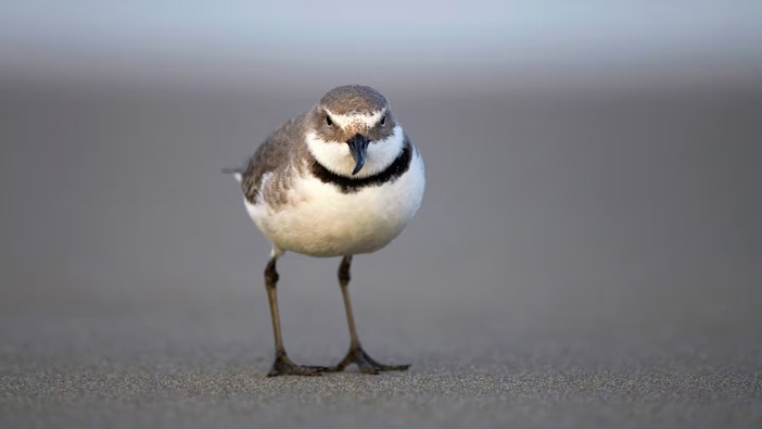 The wrybill: its sideways-curved beak is like a Swiss Army knife. Photo / Nick Beckwith