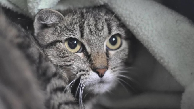 Bonnie is seeking a cosy new home.