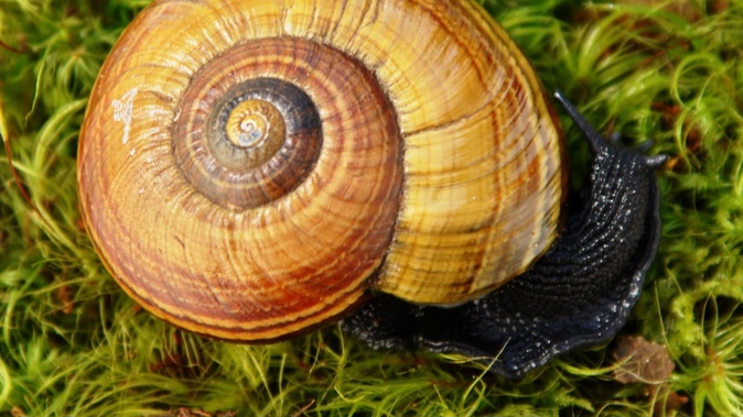 Powelliphanta traversi snails have been found at the site of the yet-to-be-built Ōtaki to north of Levin road. Photo / Kath Walker, Department of Conservation