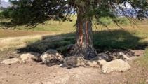 Sheltering sheep killed by lightning in Central Otago