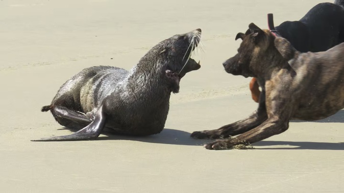 Regulations surrounding dogs protect the pet and wildlife.