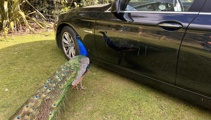 Fowl play: Gleaming black BMW scratched up by peacock at Wellington party 