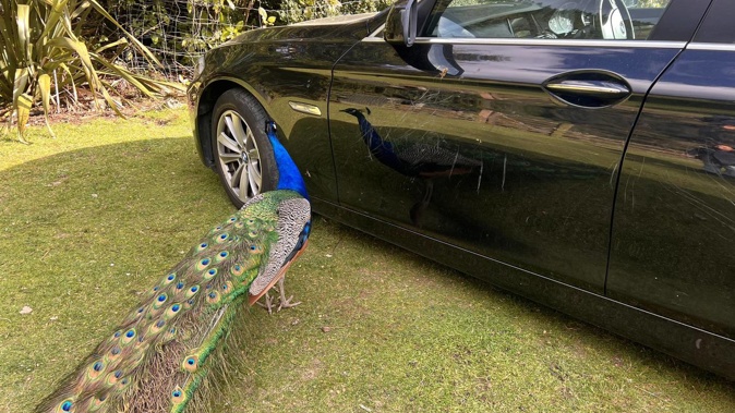 The peacock confronting its reflection in the car. Photo / Remi Versterre