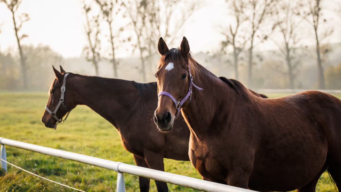 The Disputes Tribunal was satisfied the breeding services company did its best to help the horse get pregnant, and that it was impossible to know why it wasn't successful. Photo / 123RF