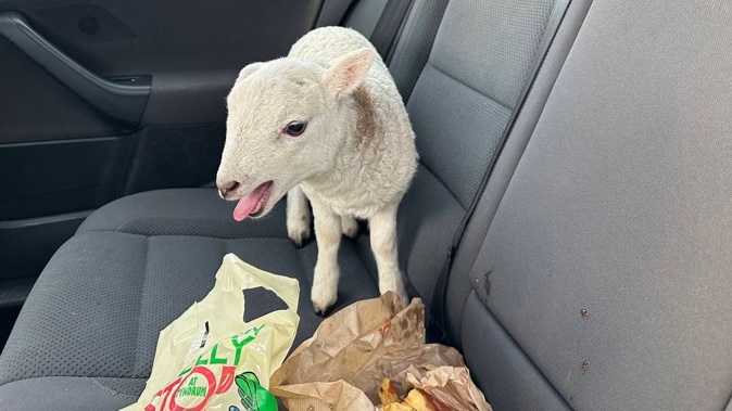 The bag of chips was left open next to the lamb. Photo / Road Policing Scotland