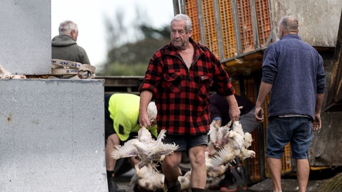 A truck and trailer carrying chickens crash at the Jones Road roundabout on Tuesday morning. 13 May 2025 New Zealand Herald photography by George Heard