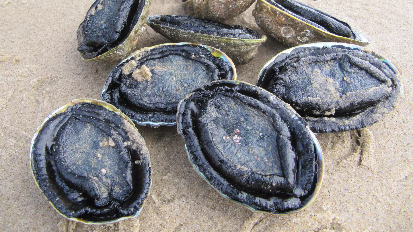 'Limited knowledge of rules': Civil Defence manager nabbed for pāua breaches