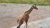 Baby giraffe debuts at Christchurch zoo a month after previous calf’s death
