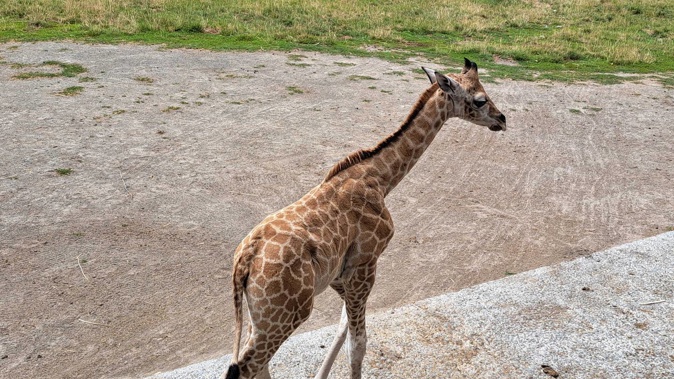 A three-week-old male giraffe calf was on display for the first time on Tuesday, a month after the zoo lost baby giraffe Jasiri. Photo / NZME