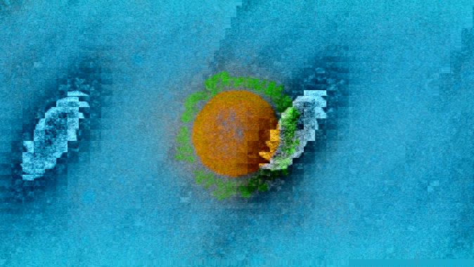 Scientists are closely tracking another fast-rising coronavirus variant - Omicron strain BN.1. Photo / NIAID