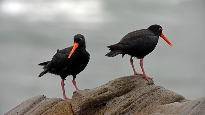The Department of Conservation is warning people that there are hefty penalties for disturbing protected wildlife, like oystercatchers, after three children kicked two oystercatcher chicks at Mangawhai last month.