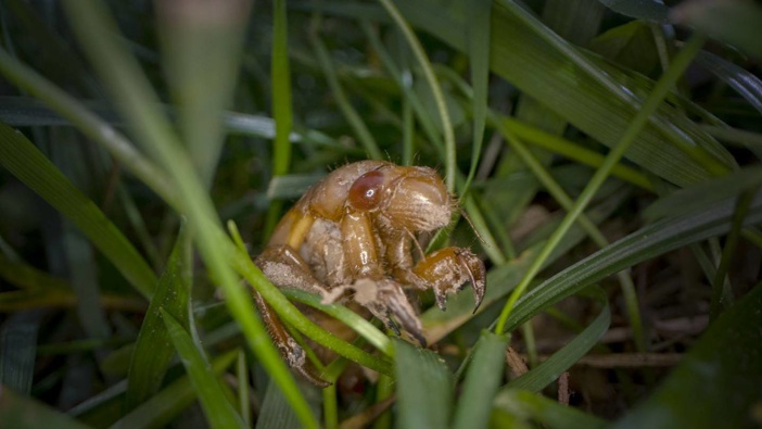 Day of the Cicada: The pharaoh bugs are larger and spend far longer under ground than the ones we know in New Zealand. (Photo / Carolyn Kaster, AP)