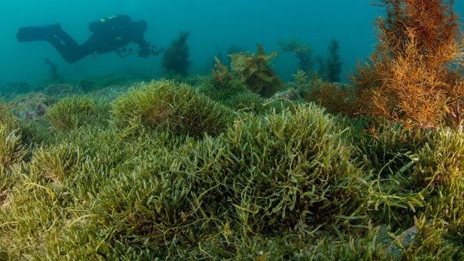 Exotic caulerpa forms dense mats across the seabed.