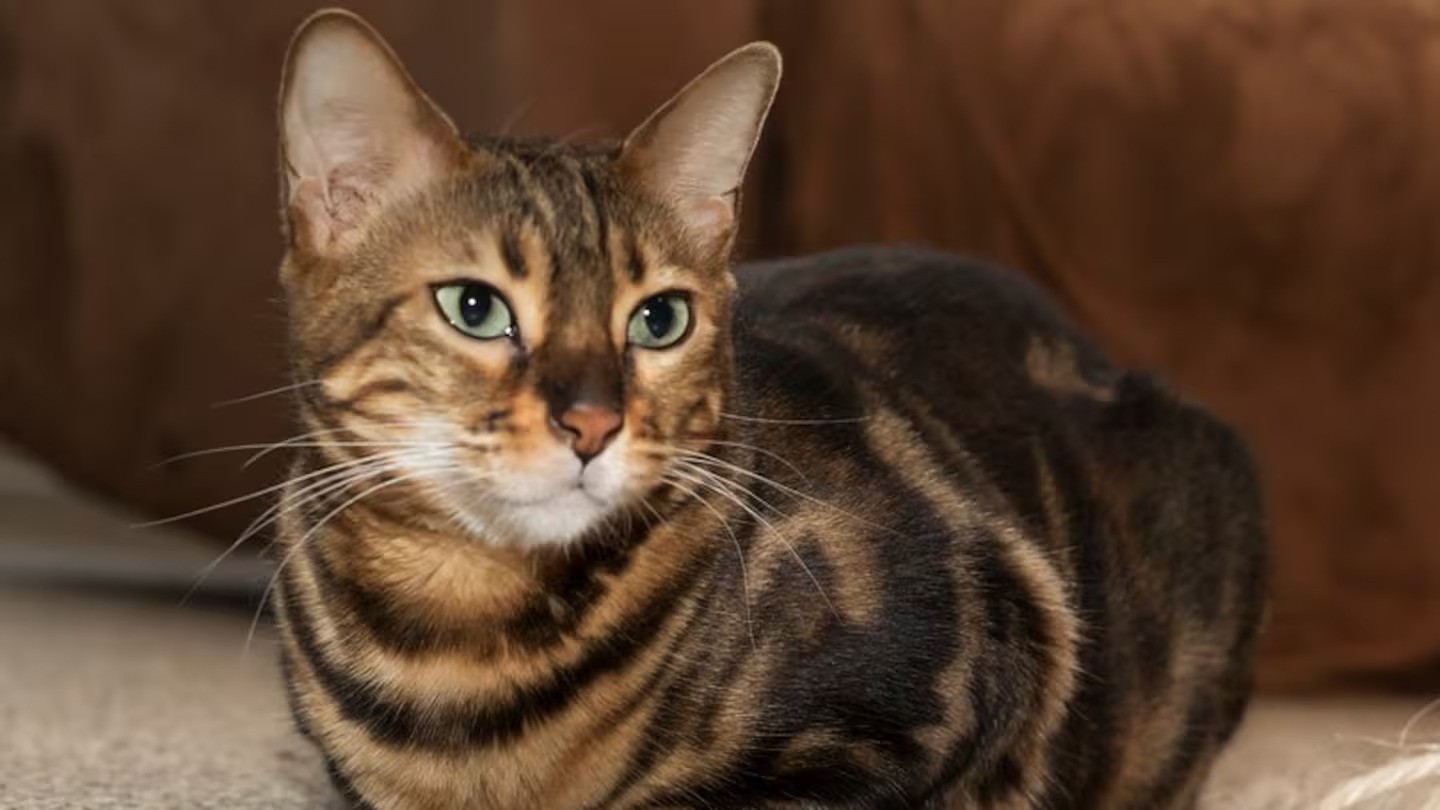 A beloved 12-year-old cat was found almost 100km away after she disappeared from her home nearly a year ago. Photo / Supplied