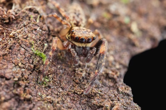 The Salticidae paapaakiri is a native jumping spider that lives beneath the bark of the rimu tree. Photo / Bryce McQuillan