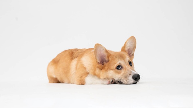 Charges are pending for the dog's owner, who abandoned it in the airport so they could travel. Photo / FC, Unsplash