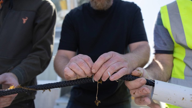 Lucas Evans of Premium Seas attaches baby seaweed plants onto the first crop at Coromandel. Photo / Scott Sinton
