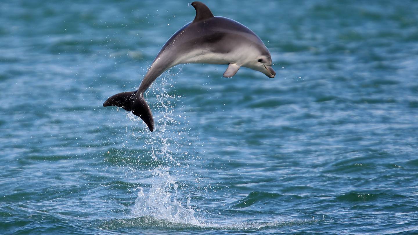 A badly sunburnt and distressed bottlenose dolphin was euthanised after it was found on a Tiwai Point beach about 5.20pm on New Year's Day, the Department of Conservation has reported. Photo / NZME