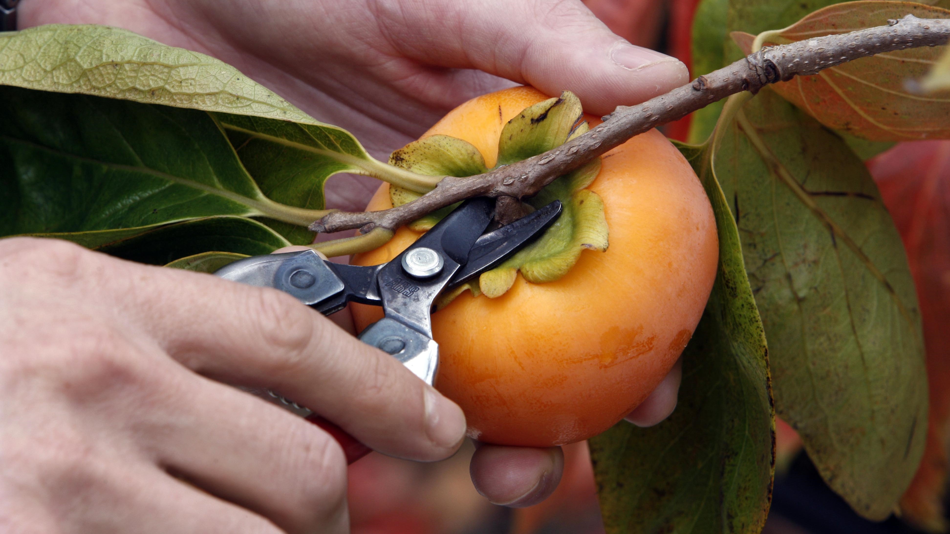 Picture / John Stone | File