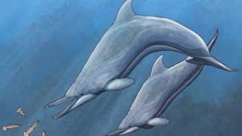 Newly-discovered ancient NZ dolphin had gruesome, tusk-like teeth