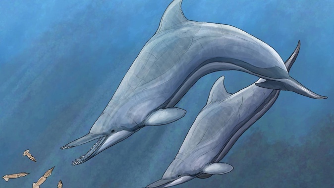 A newly-described, prehistoric dolphin species - illustrated here pursuing a shoal of squid - had unique, tusk-like teeth unlike any seen in today’s dolphins or whales. Image / Daniel Verhelst