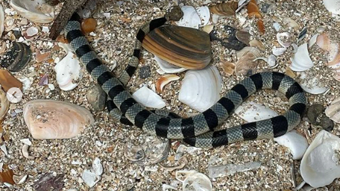 An Auckland woman spotted a snake, which appears to be a highly venomous yellow-lipped banded sea krait, on Takapuna beach about midday Tuesday. Photo / Supplied