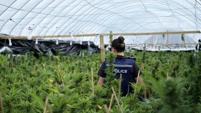 Police have seized over 6000 cannabis plants from a large-scale cultivation in Northland. Photo / Supplied