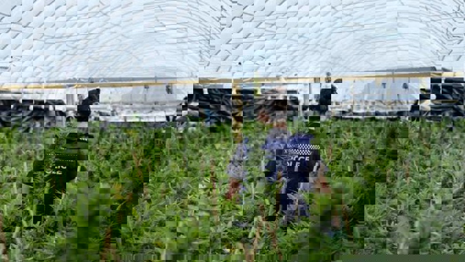 Police have seized over 6000 cannabis plants from a large-scale cultivation in Northland. Photo / Supplied