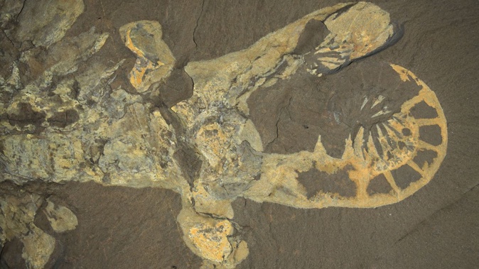 The exceptionally well-preserved fossil of Anomalocaris canadensis was discovered in the Burgess Shale formation in Canada. Anomalocaris canadensis