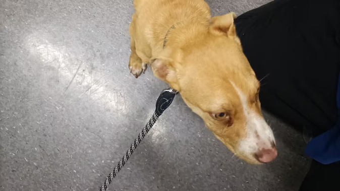 The puppy was found with a stomach full of fish bones.