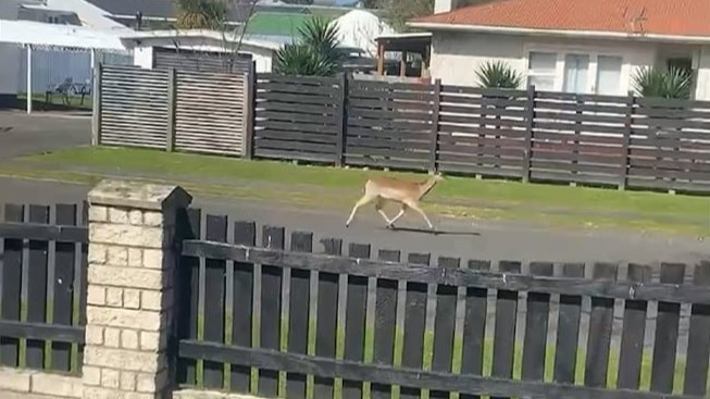 ‘Something awful is going to happen’: Hordes of roaming deer spark residents' fears