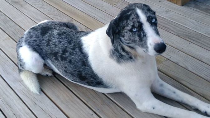 The dog was shot in the abdomen, and despite being rushed to the vet by its owner, it later died. Supplied image.