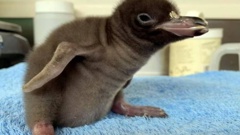 The same technology used to first detect the coronavirus has revealed the cause of a mysterious disease that’s been killing critically-endangered hoiho chicks. Photo / ODT