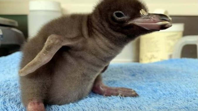 The same technology used to first detect the coronavirus has revealed the cause of a mysterious disease that’s been killing critically-endangered hoiho chicks. Photo / ODT