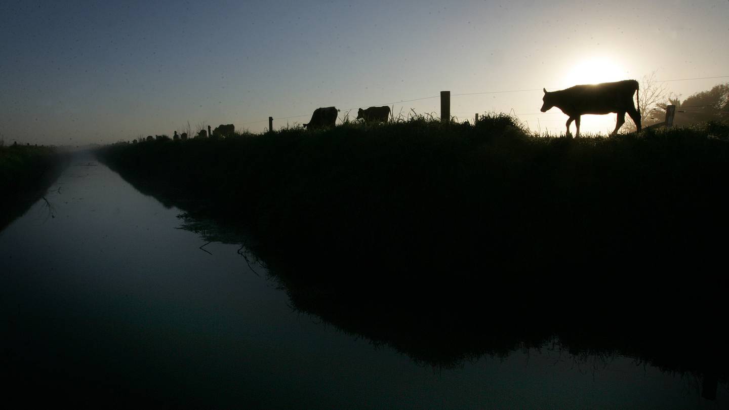 Panel member Tony Cussins was concussed by a cattle beast on his farm shortly before Christmas, delaying a decision on whether to allocate 15 million cubic metres of Tranche 2 groundwater from the Ruataniwha basin. Photo / NZME