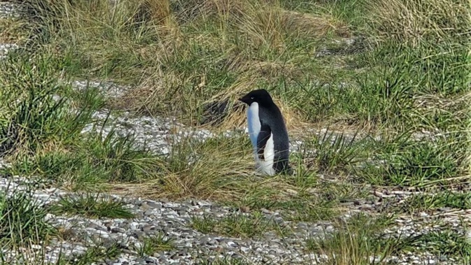 The penguin was seen on Petone Beach in Lower Hutt over the weekend. Photo / Joss Debreceny