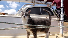 Oli the Cat is an official Sydney to Hobart finisher, listed as part of the crew for Sylph VI which was co-skippered by his owner Bob Williams. Photo / Getty Images