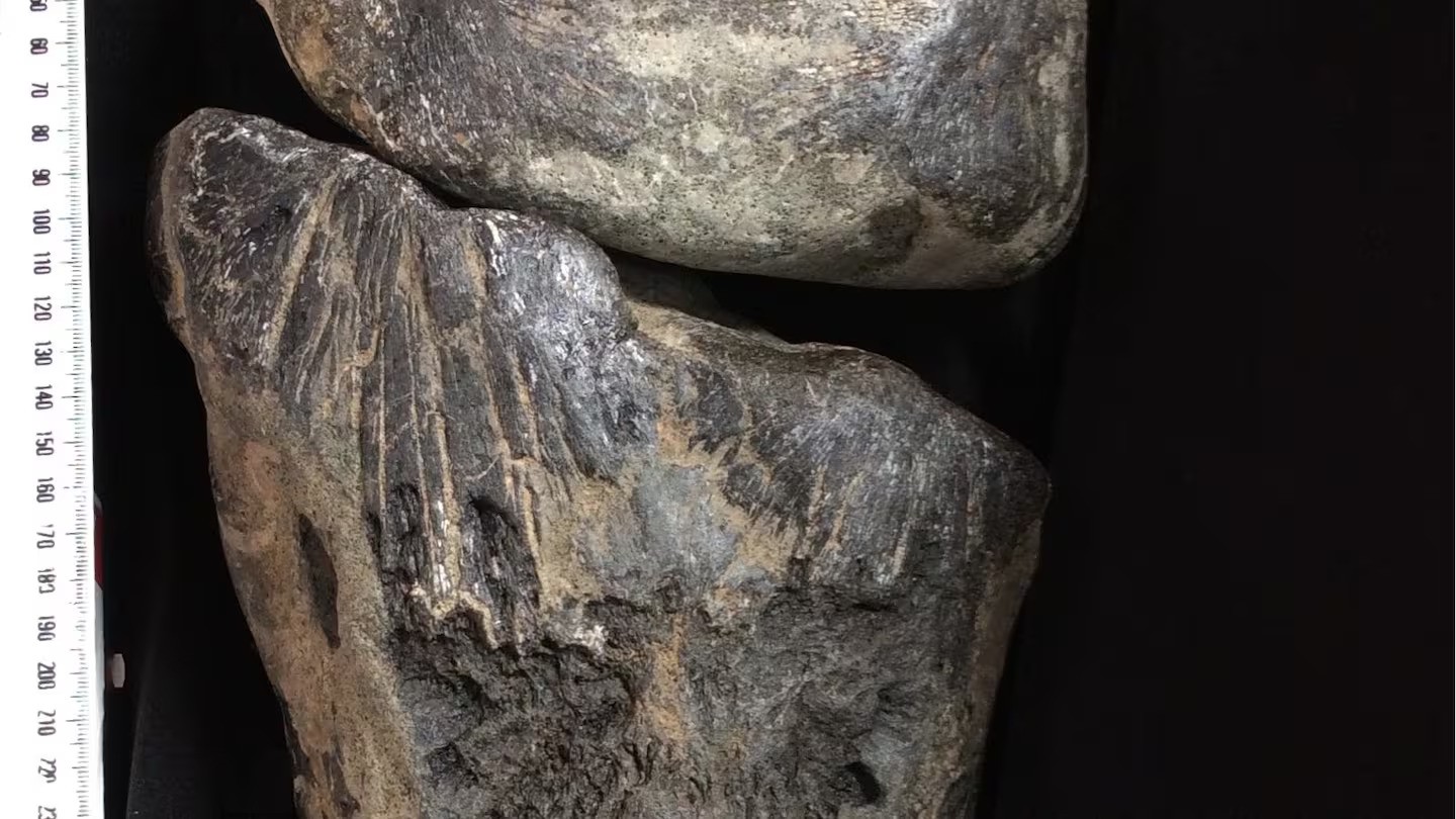 Billfish are large predatory fish, such as marlins and swordfish, known for their long, spear-like upper jaws, which they use to catch prey. Photo / Supplied