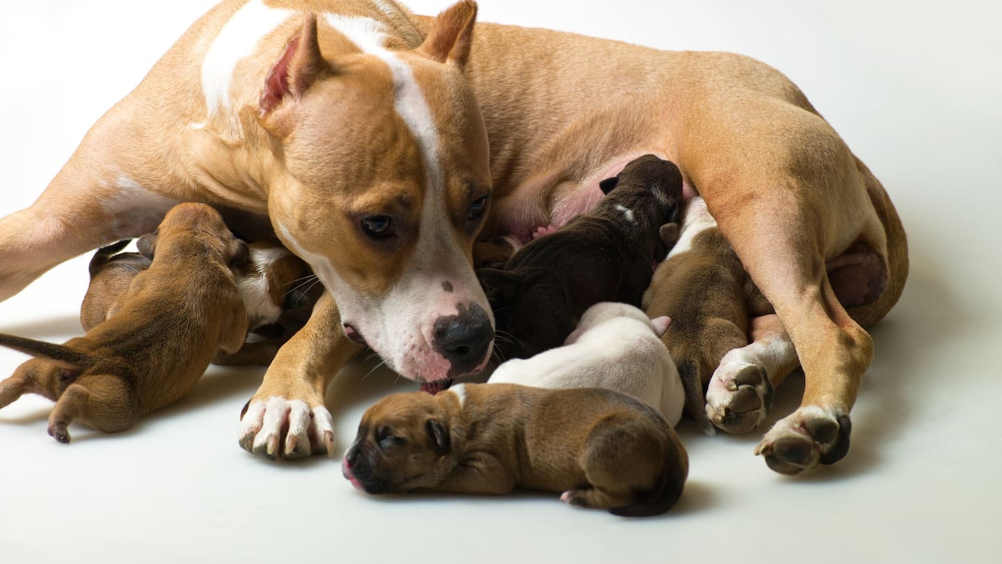 'The smell is pungent': Rental damaged by urine after tenants kept up to 10 dogs