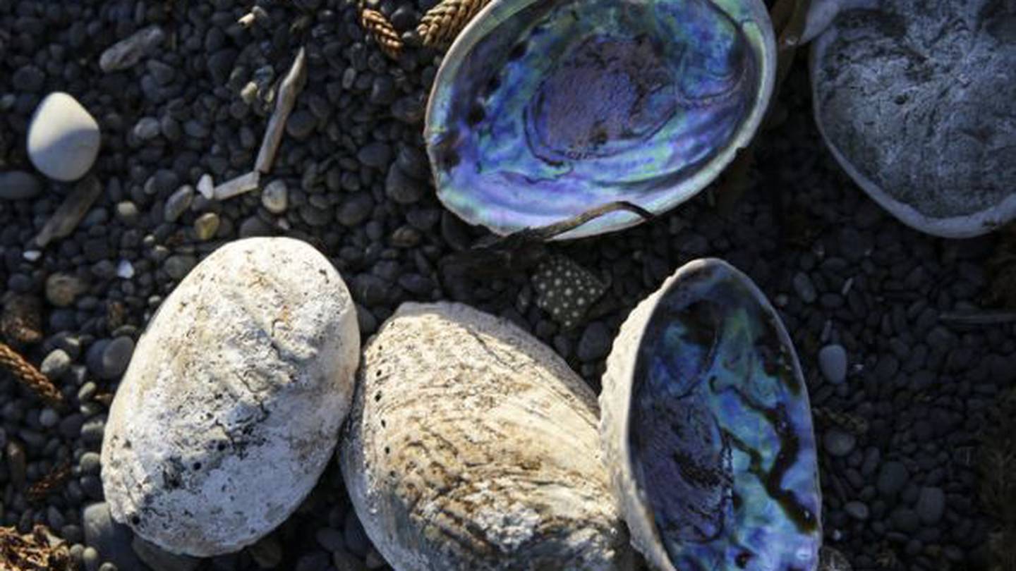 Pāua shells on the beach at Kaikōura. Photo / RNZ