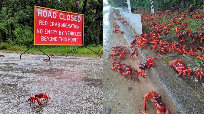 Roads are closed as 65 million crabs take over remote Australian Island. Photo / Christmas Island Tourism, Island Girl Discovery