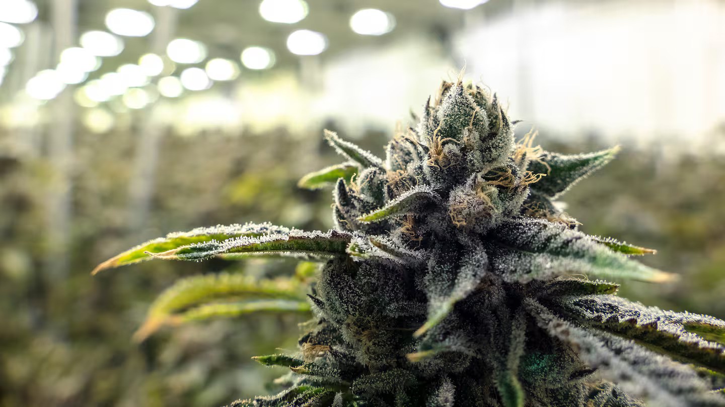 The Australian Medical Association and the Pharmacy Guild of Australia said the medical cannabis industry was often issuing prescriptions without proper clinical oversight. Photo / 123rf