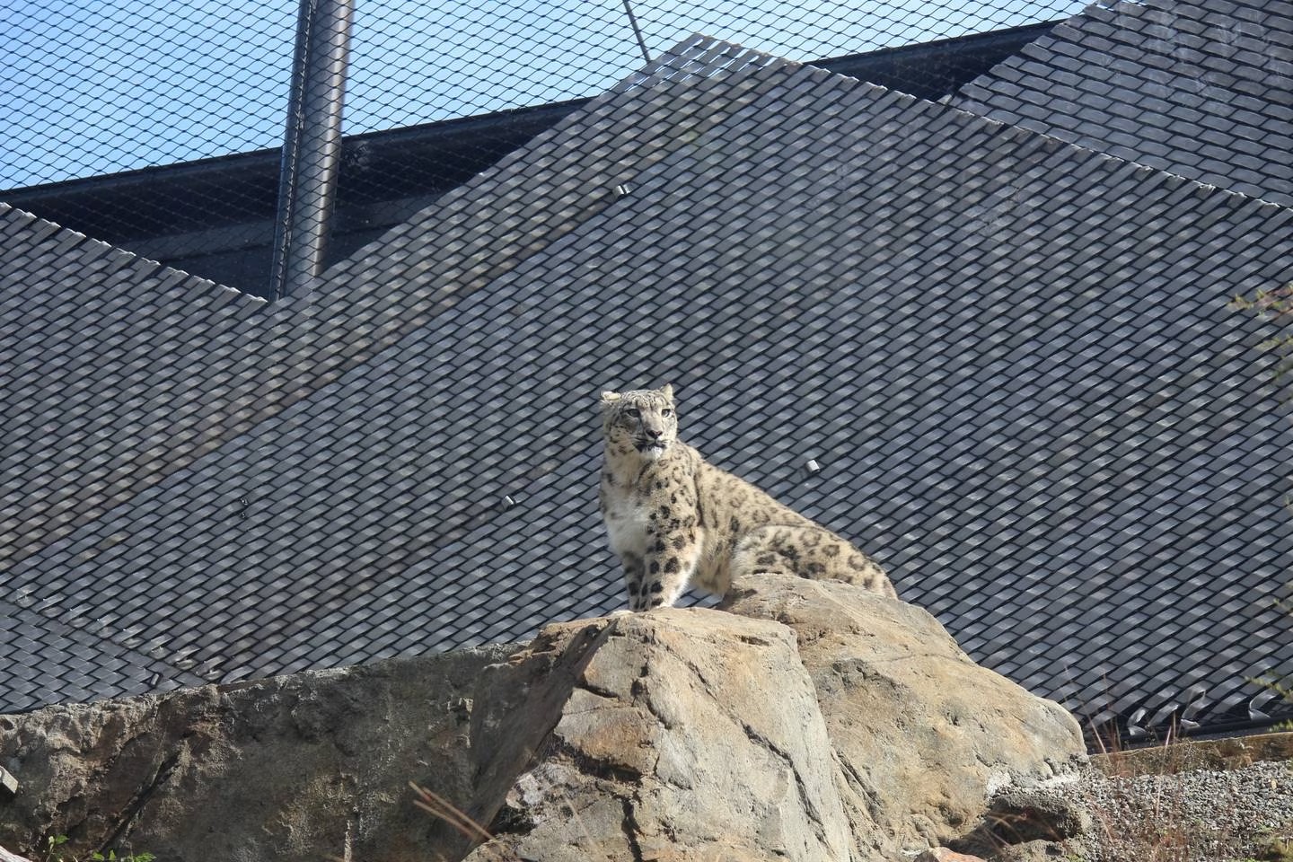 Wellington Zoo’s new snow leopards settling in, visitors delighted