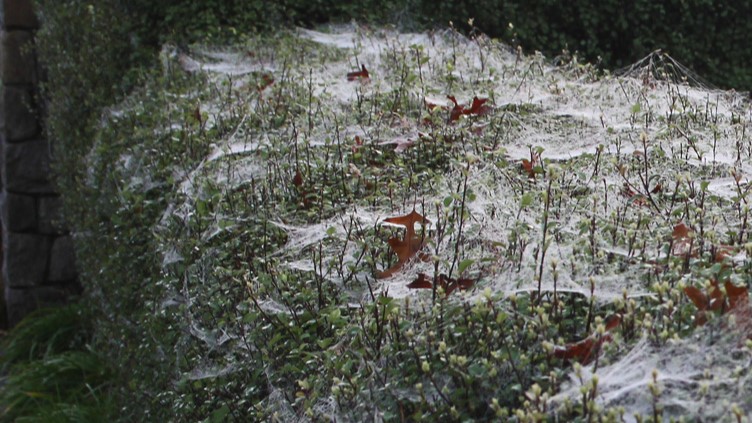 Ruud Kleinpaste: Winter movements with silk